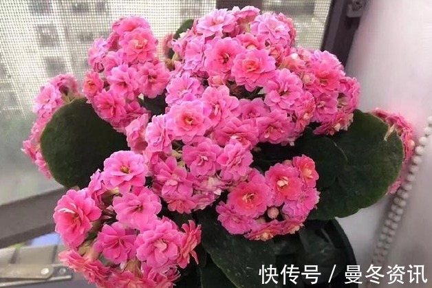 柳树|养长寿花、蟹爪兰，就用“2种”好东西，花芽猛窜，轻松爆满盆！