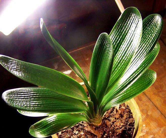 君子兰|非常适合君子兰的介质，可以让君子兰生长旺盛开花多