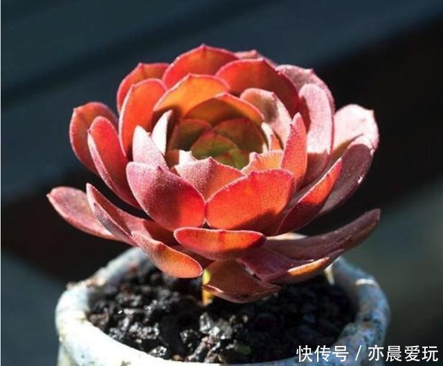 颜值|四种“零差评”多肉推荐,颜值不比桃蛋低,还容易成老桩