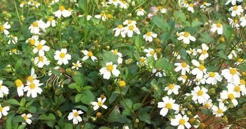 特效药|3种纯天然的高血压“特效药”,降血压百试百灵,安全无副作用