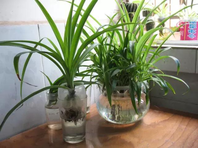 水培花盆里长了绿藻怎么办教你几招轻松解决问题！