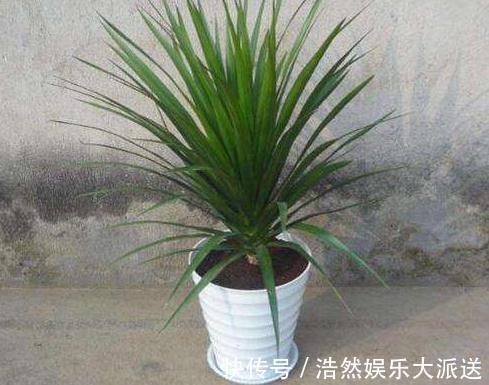 亮亮|室内3种花最怕“湿”，一沾水就死，放阳台不管，365天油亮亮