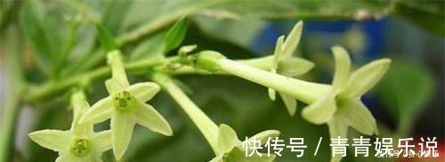 身体健康|家里万万不要养这3种花,难怪身体越住越差,后悔我家现在才听说