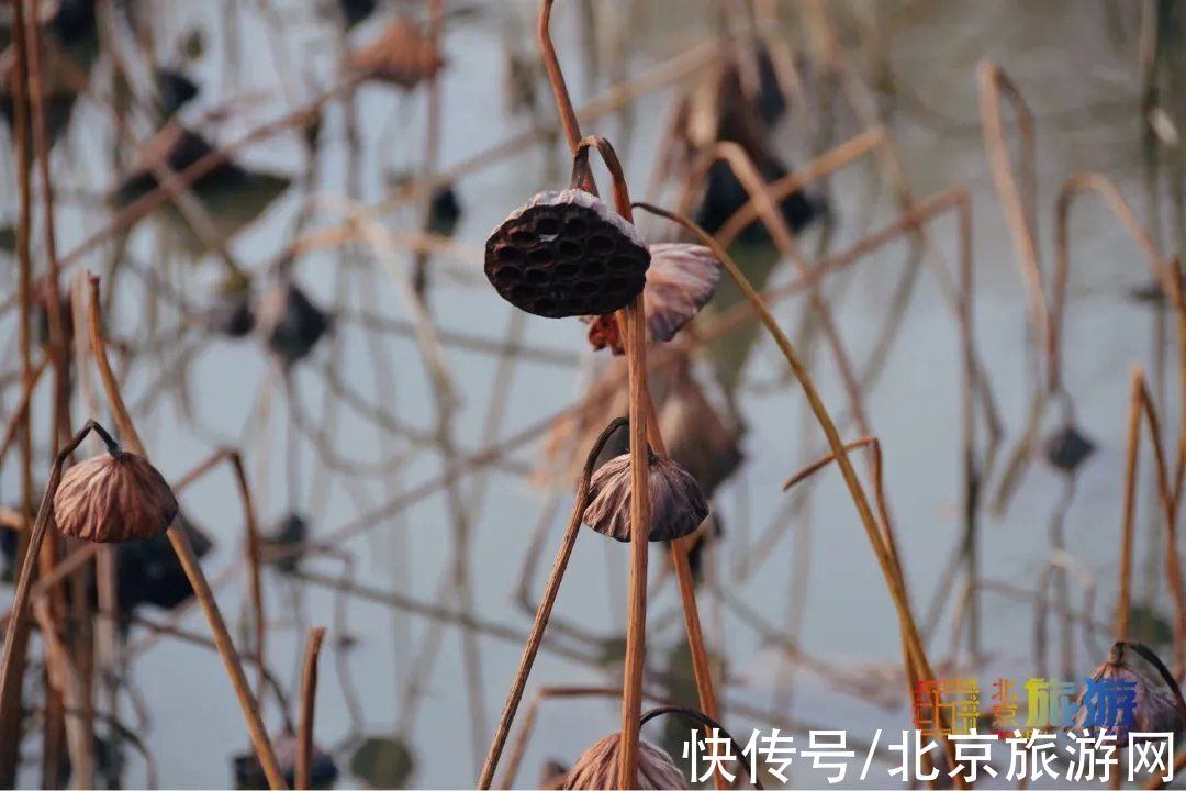 冬景|迎颜值巅峰！京城宝藏冬景实拍，昔日“两岸芦花一钓船”胜景再现~