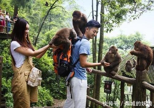 木棍|峨眉山的猴子“成精”了，天天欺负上山的游客，唯独怕一物