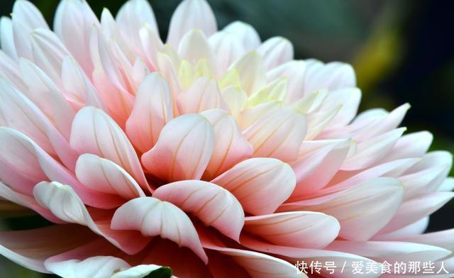 真正超长待机的花草排名,选一盆养家里,花期长,天天都能赏春天