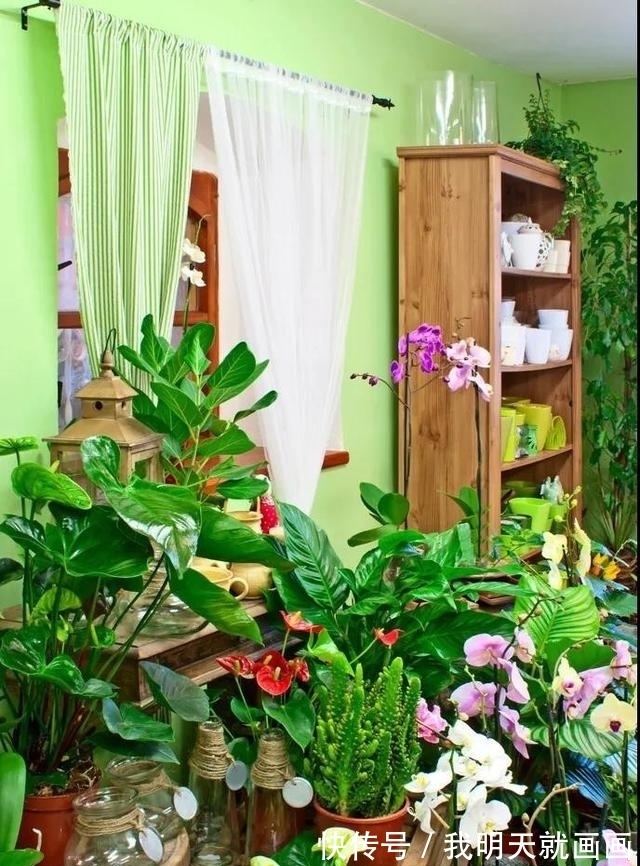 别人养在家里的植物不用怎么管理就长得很好,你的还是个小盆栽?