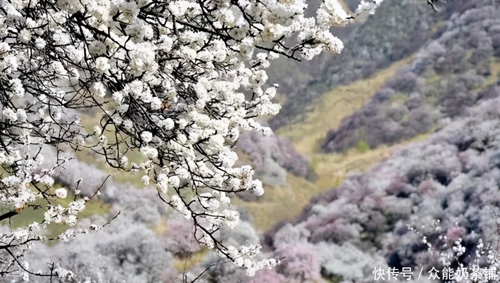美到窒息！中国最美的春天，都藏在这里