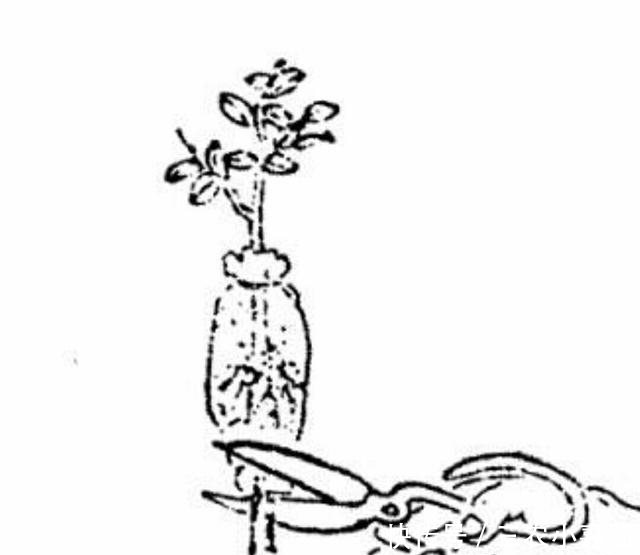 方法|学会树木高压繁殖方法, 自己培育盆景小老桩!