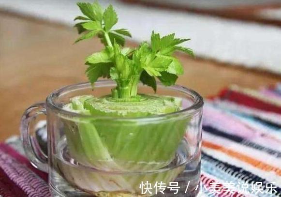 阳台|城市人阳台盆栽蔬菜,选啥合适此4款既能当绿植观赏又能吃