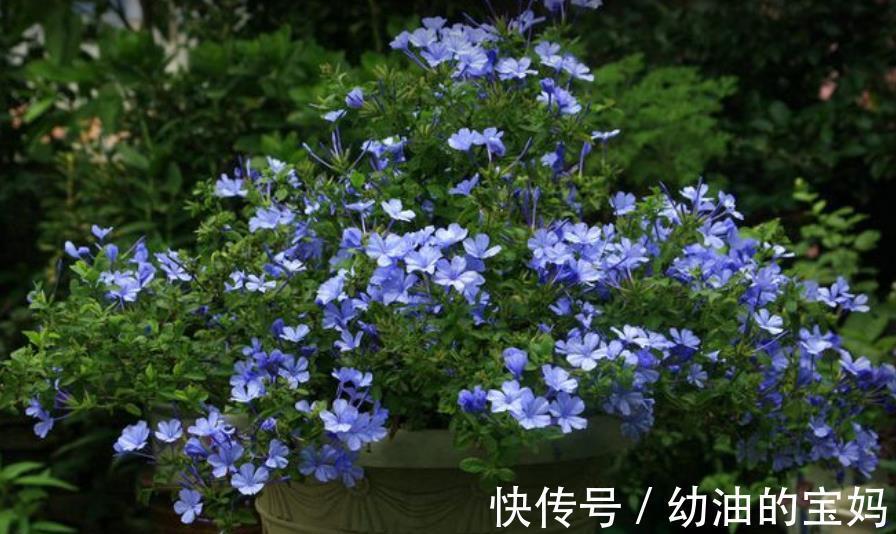 入冬后,家里的4种花赶紧剪一剪,安全过冬,来年花量翻倍