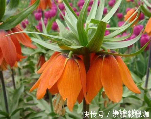 院子养花,不妨试试“花中精品” 帝王贝母,花香四溢,万紫千红