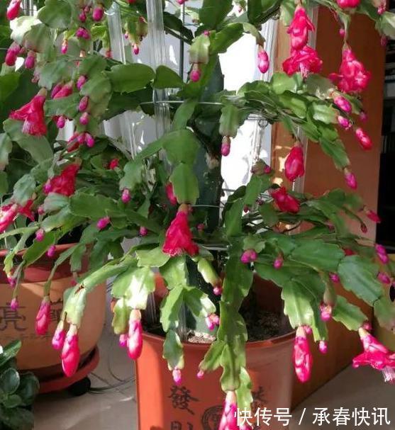 嫁接、盆栽蟹爪兰该注意什么2步管理到位,茎叶嗖嗖花开不停