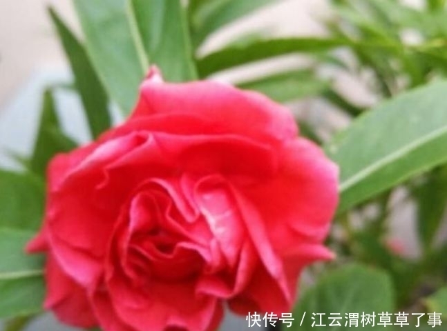 4种花养在阳台,花朵硕大花期长,天天能赏漂亮花