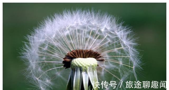 蒲公英|中药又立功?蒲公英可杀死98%癌细胞、消结节?真相是咋样的?