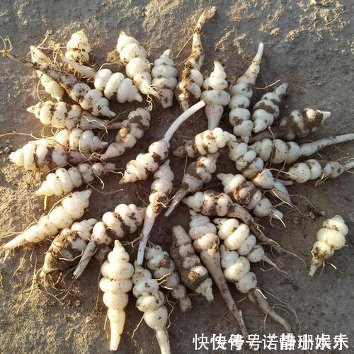 长得像螺丝,地下才能挖到,可直接吃也可当咸菜,一斤卖20元