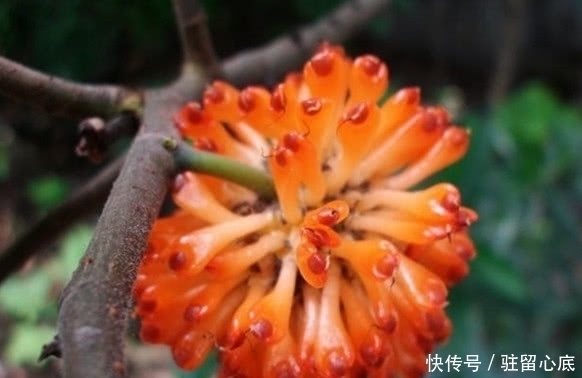 这种野果子一棵树结上千个，红彤彤的看着让人流口水，你见过没