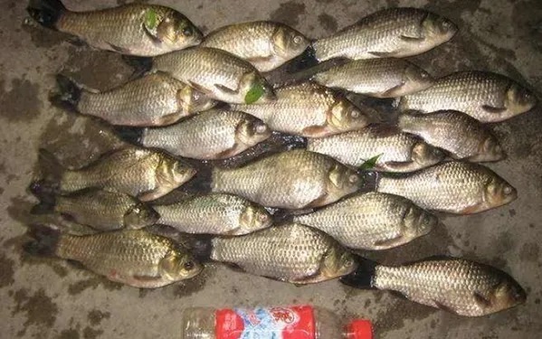 窝料|这鲫鱼钓法,我隔两三天就要用,现在想想上鱼率,那才叫一个痛快