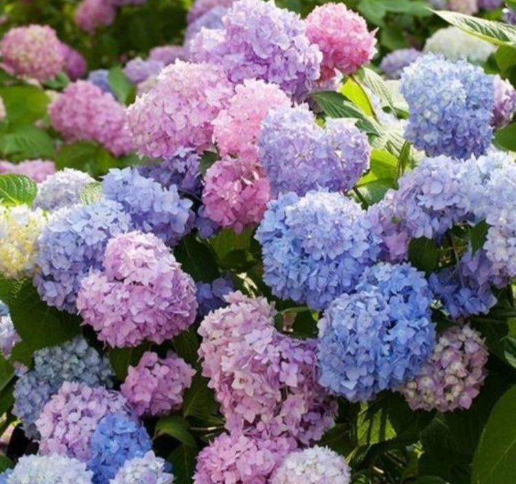 丽格海棠|最受欢迎的“4种花”,开花漂亮又好养,花姿妖娆,四季繁花似锦