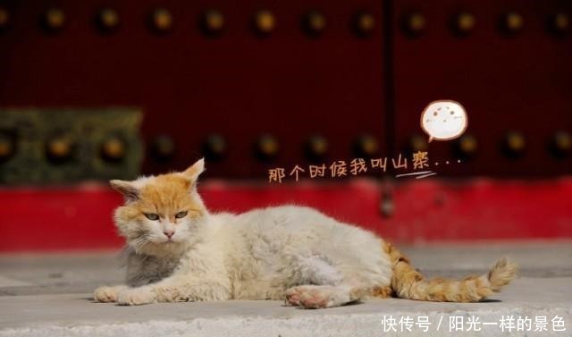 丰年|据我们深入调查,故宫的猫还真没有一个吃白食的