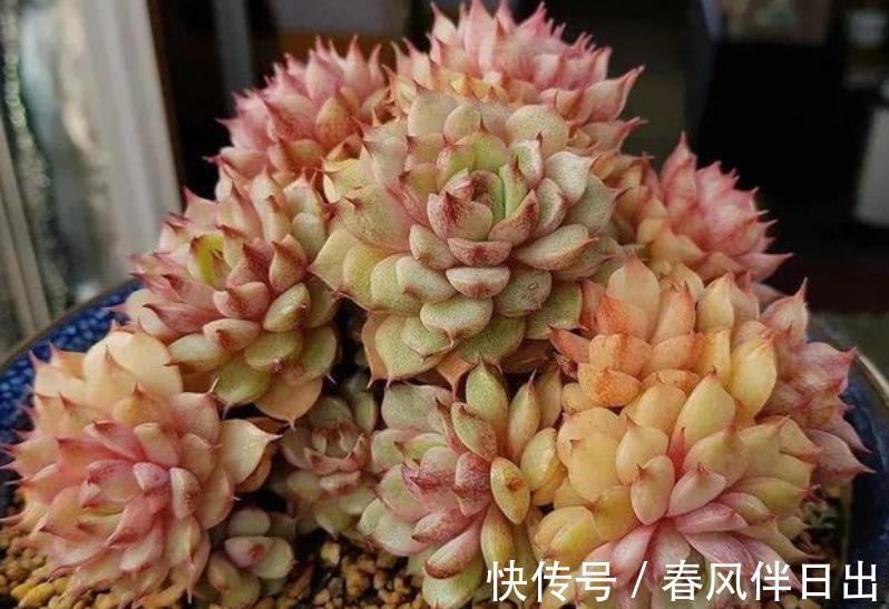 长势|养了2年的多肉不见长?老花匠教你一招,掌握了轻松养出肉墩子