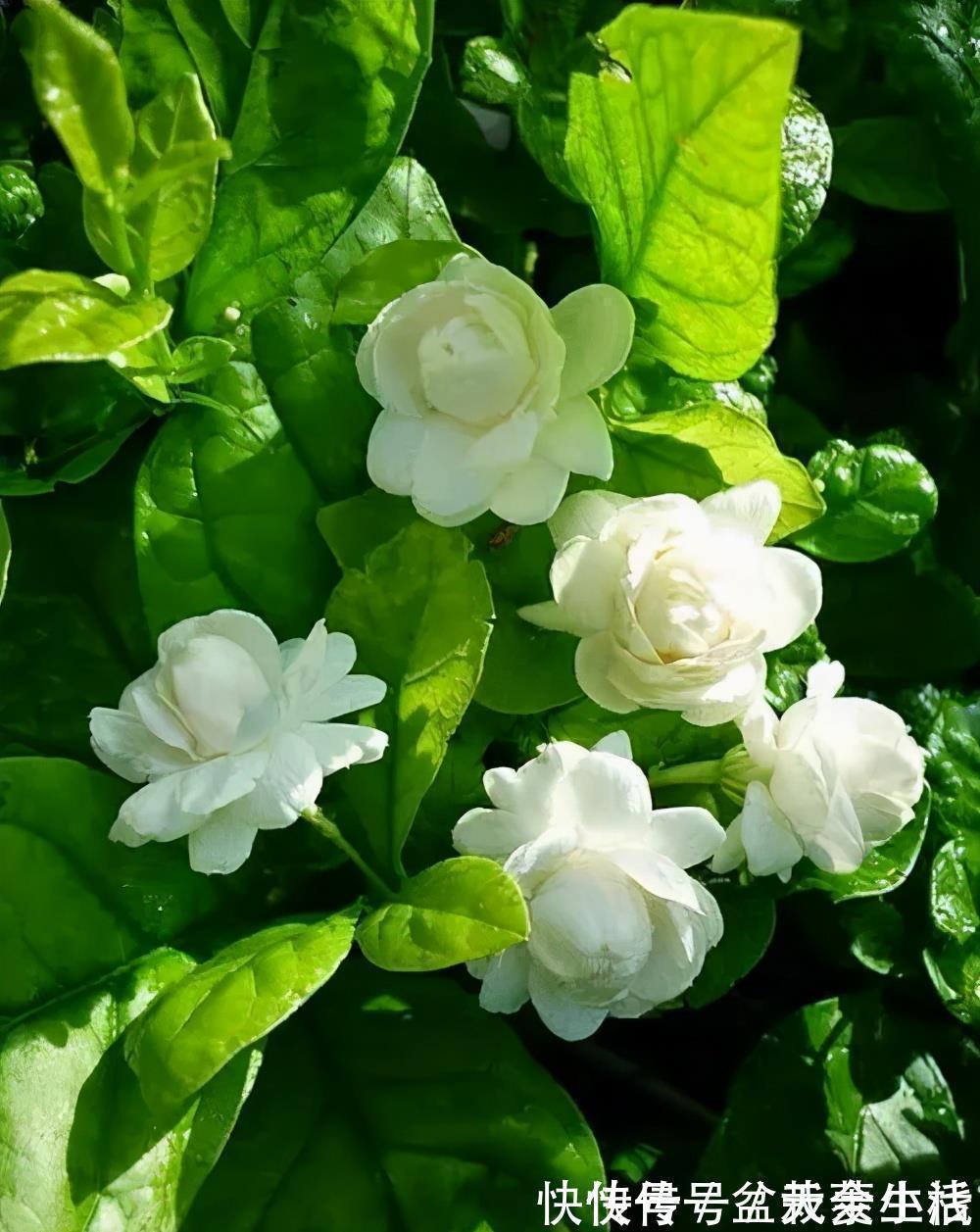 枝条|老花匠养的茉莉花，夏天做对5件事，年年开满枝，叶绿香味浓