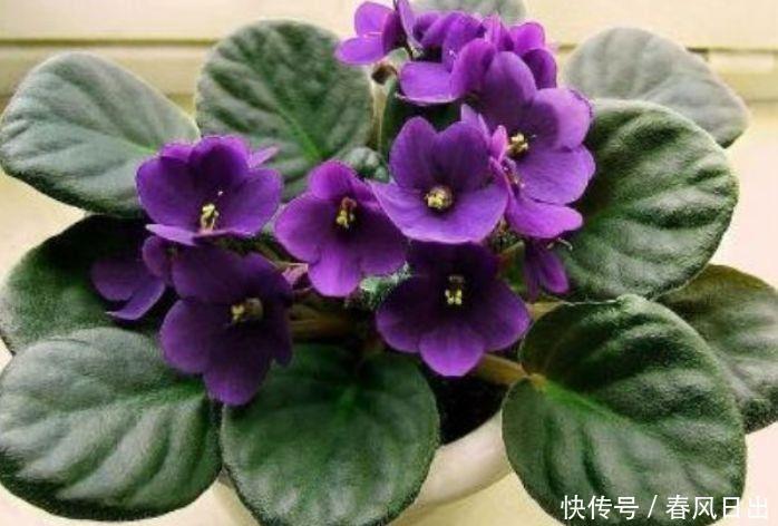 阳台上|四款花朵超好养,花枝插盆里,一盆变多盆,绚丽多彩美极了