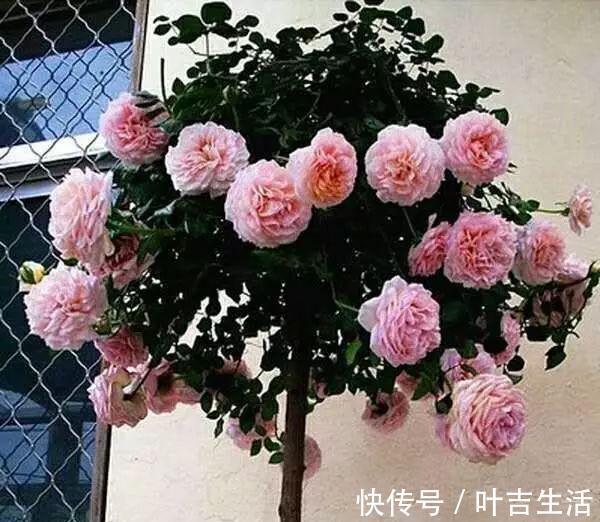 杜鹃花,栀子花扔了吧养棵“花树”,能开花300天,见土就活