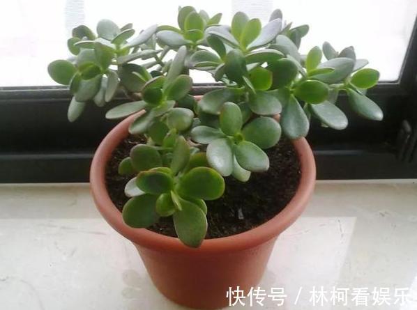 多肉植物|家里盆栽4种懒人植物,不积水、不缺水,就不用再看''脸色''