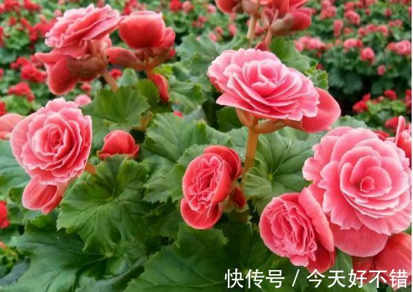 秋冬节气，最适合家里养的几种“争艳花”，开花迷人眼，寓意富贵