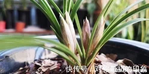 养兰新手必知，要便兰花多发苗、发壮苗，“这个动作”不可不做！