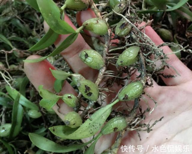 紫藤|在农村的老树上，缠绕着“1种草”，人称“石橄榄”，如今珍贵