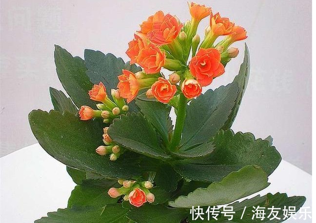 长寿花最详细的养殖方法,浇水、光照、施肥等,养不好都难!