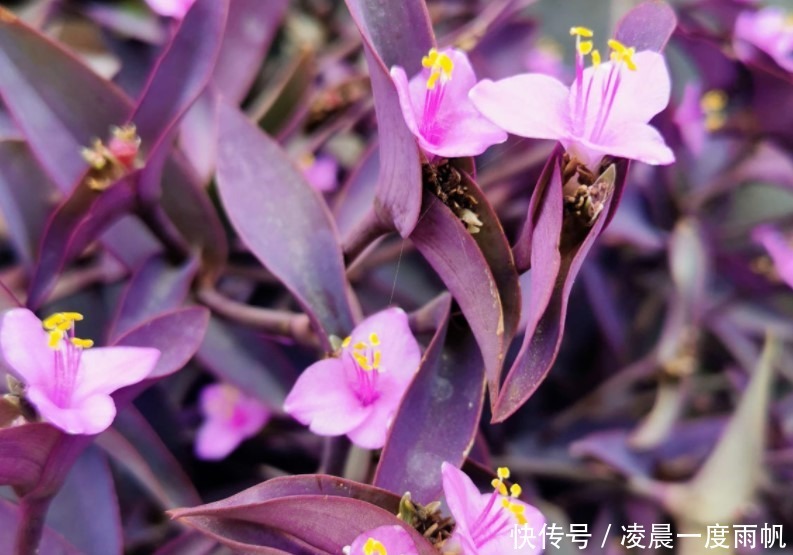 植物|总觉得家里植物开花太少，可以试试这些花，开花量非常大