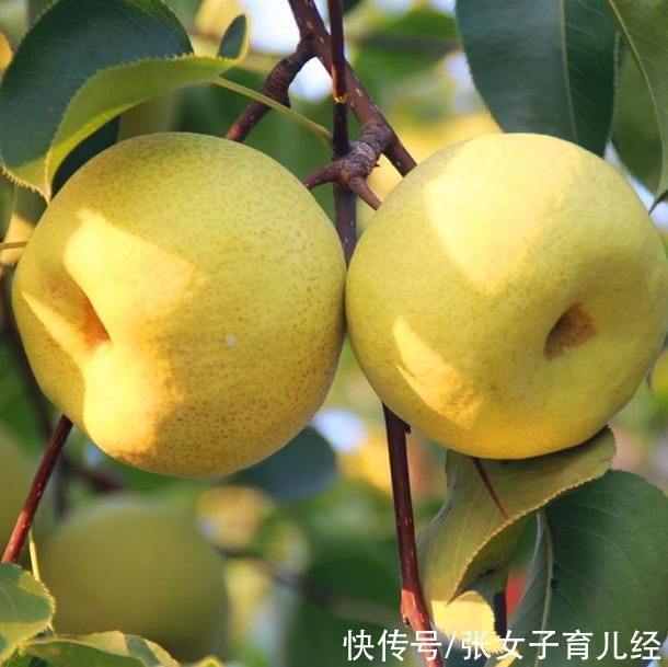 积食|入秋后想要孩子长个子,柿子等水果少给宝宝吃,再营养也不行