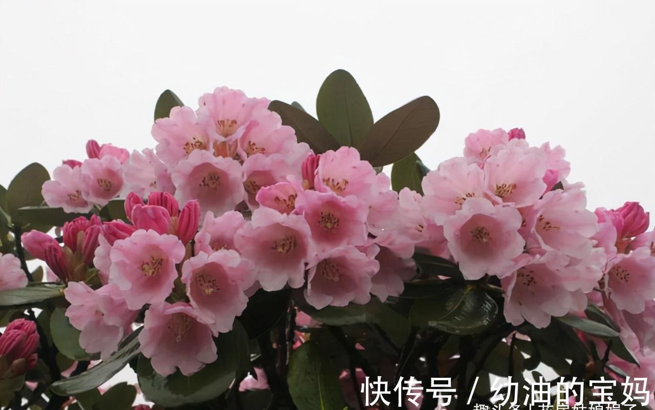 买花时不要合了眼缘就买回家，这8种花不好养，新手还是放弃吧