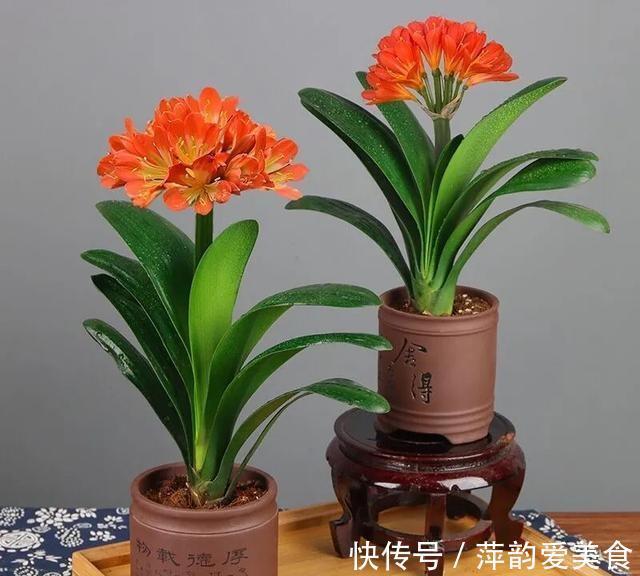 浇水|八月立秋后,轻轻“叫醒”君子兰,遵循3原则,用力别太猛