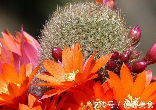 五种健康花，家中养几盆，全家健康一整年