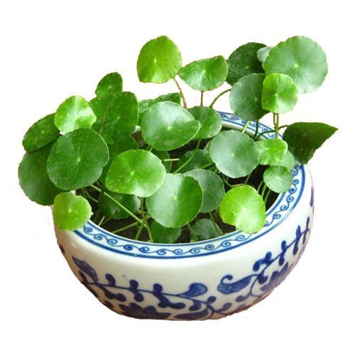 久咳|久咳不止，不要不停吃药，不妨试试此野草，化痰止咳，早知早受益