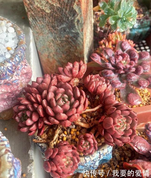 多肉中的“爆崽小能手”,无需砍头易群生,普货养成高级小老桩!