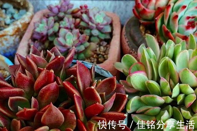 多肉“出汗”不可怕,证明活得很健康,但出汗后要特别注意通风!