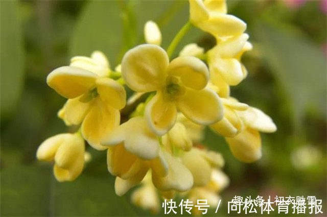 仙花@明丽清新桂花绝句六首:桂不多花细细风,晚秋风物早春诗