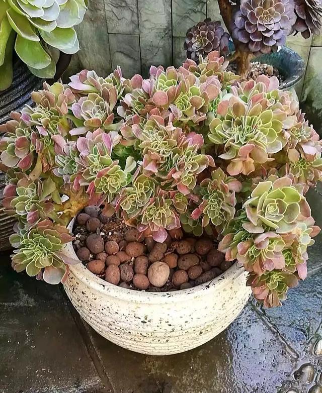 秋季|立秋后养花，该掌握住哪些技巧？明确这些，植物长势更旺