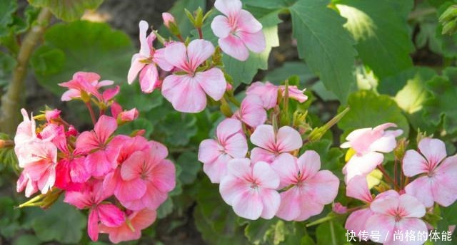 她家只养一种花,一年四季有花赏,原因是做好了四件事!