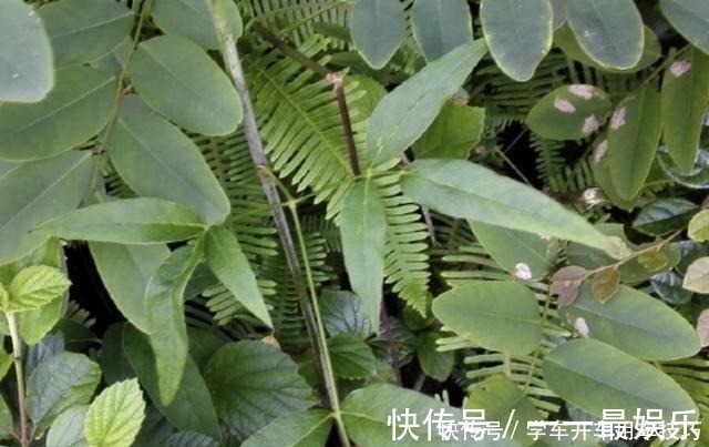 阳台上|有芳香味的“野草”,被称为“隔山香”,山脚下有不少,珍贵!