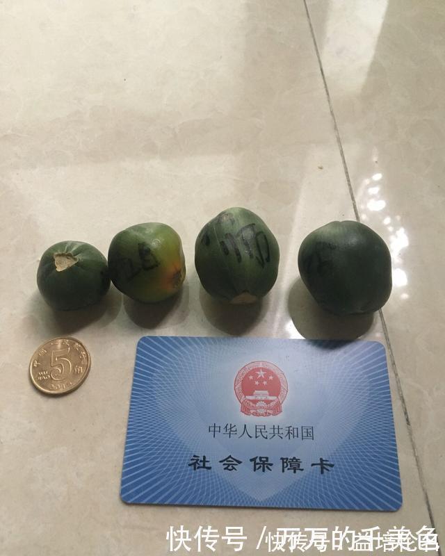 高手养君子兰，1片叶子长1株，蘸点它2周窜白根，3年养200棵