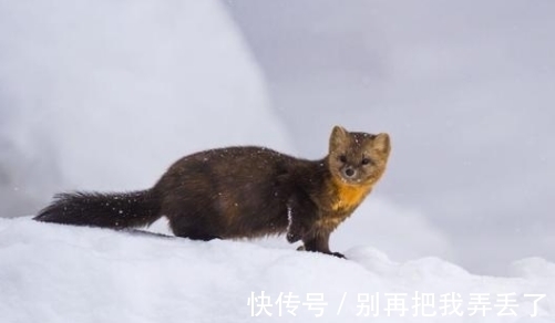 人类!“东北三宝”濒临灭绝,仅因毛色好看,便遭到人类大肆捕杀