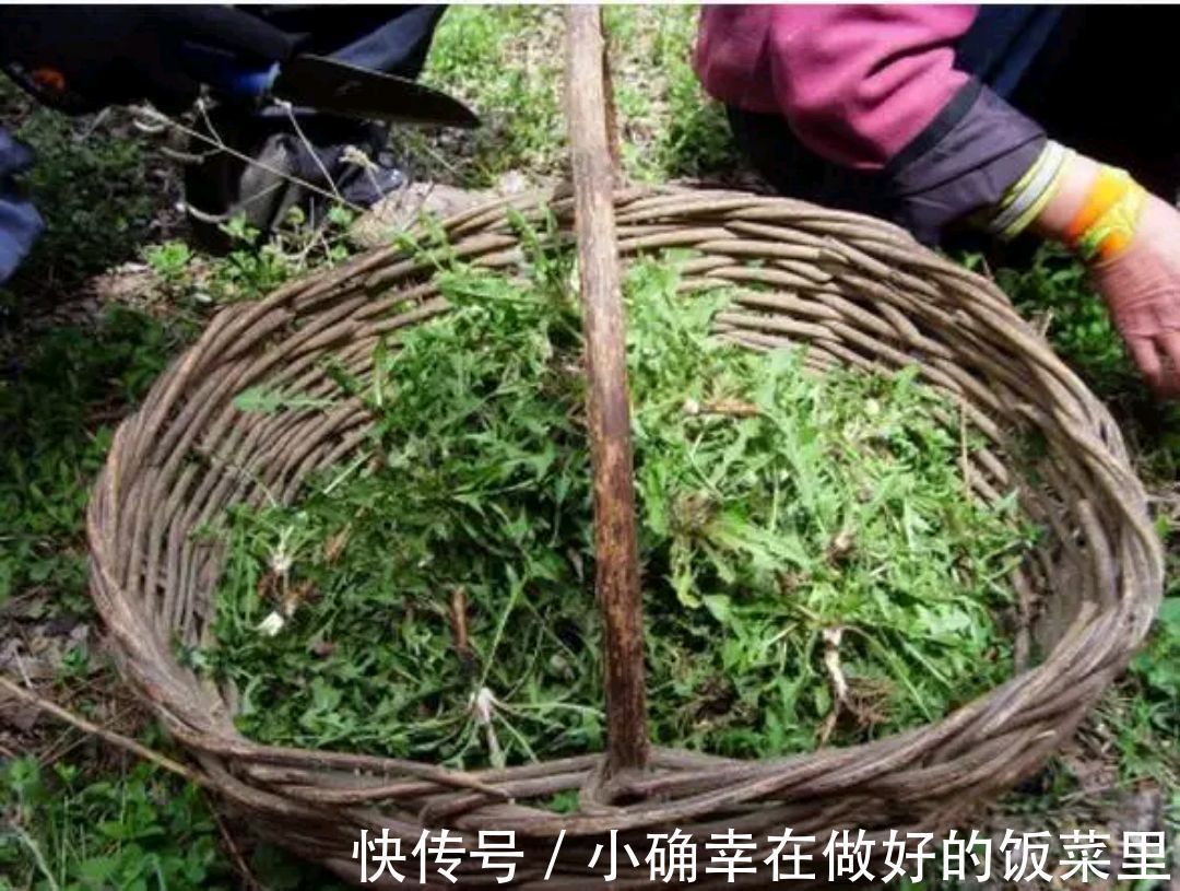 凉拌蒲公英|蒲公英的叶子、根茎、花泡水喝,作用是否一样呢请记住两个不喝