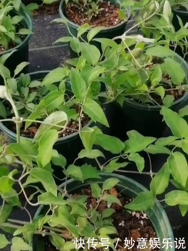 花园三宝中，月季和铁线莲是黄金搭档，怎么配都美！