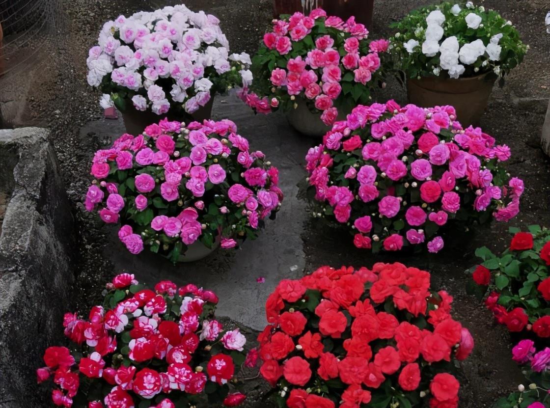 5种花春天养,五彩斑斓花期长,沾土就活,懒人也能养爆盆